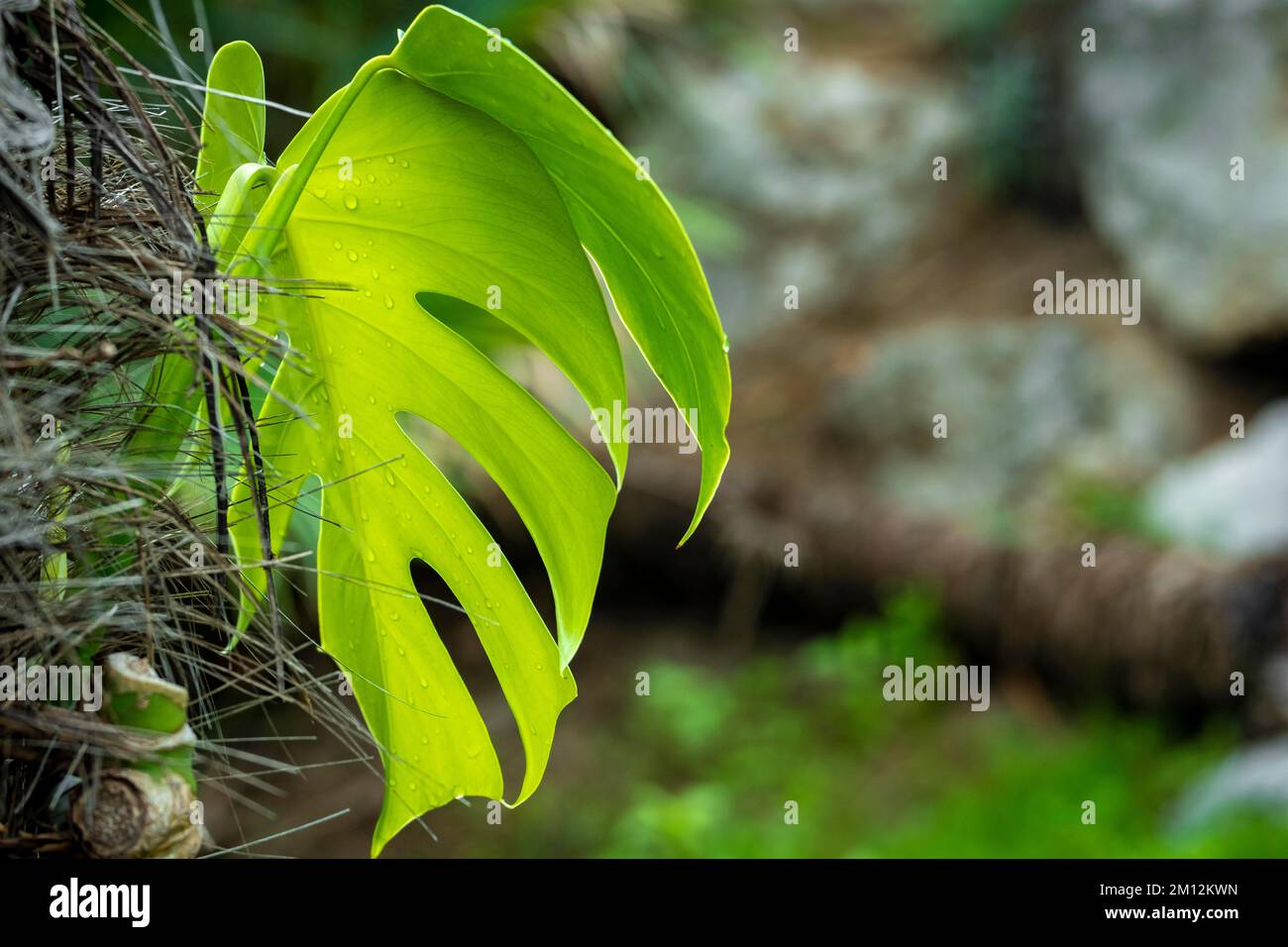Foglia della pianta tropicale Monstera deliziosa in un giardino nel Mediterraneo Foto Stock