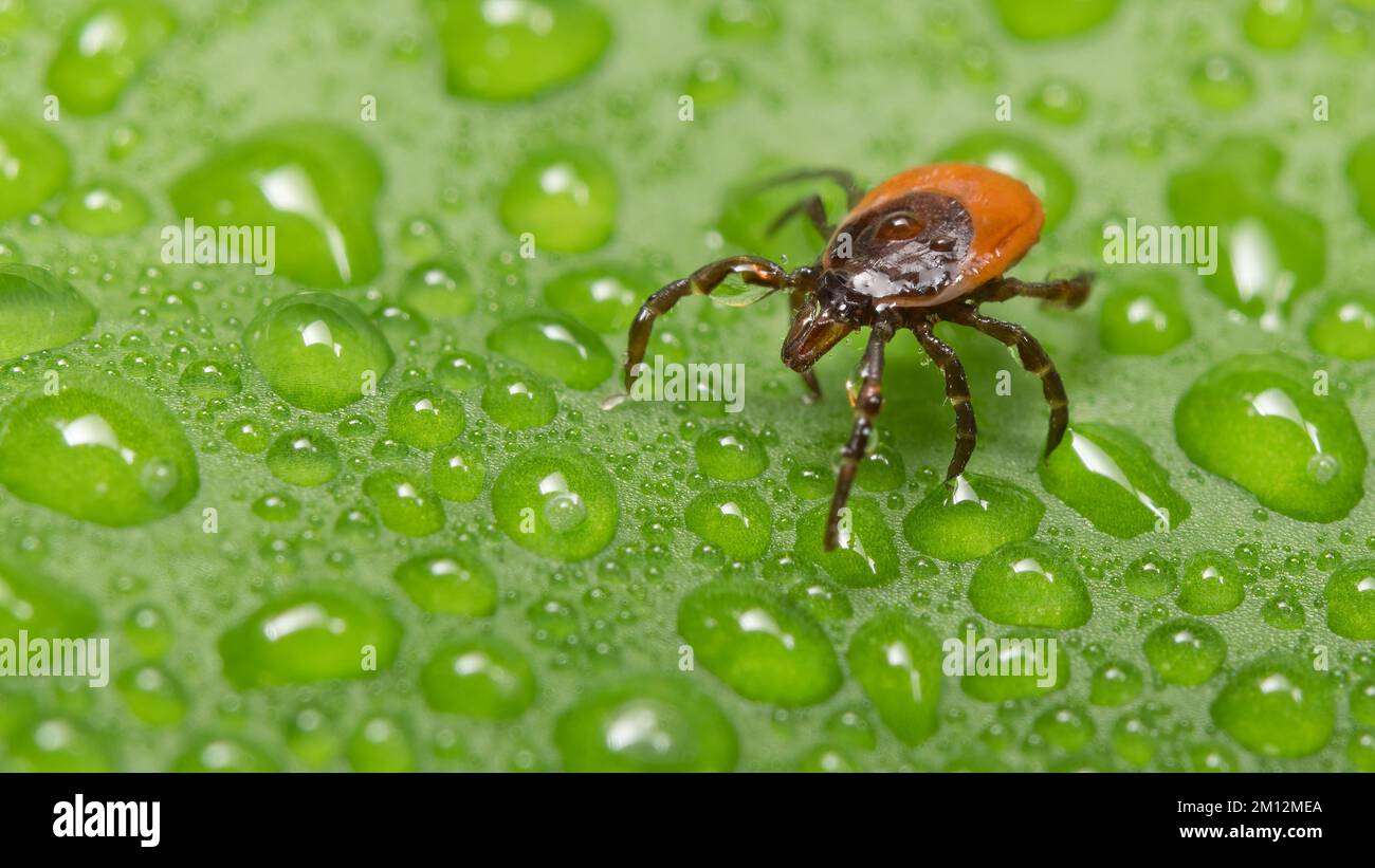 Primo piano di zecca di fagioli di ricino parassita sulla foglia naturale bagnata. Ixodes ricinus. Parassita di insetto pericoloso su sfondo verde. Splendido modello di gocce d'acqua. Foto Stock