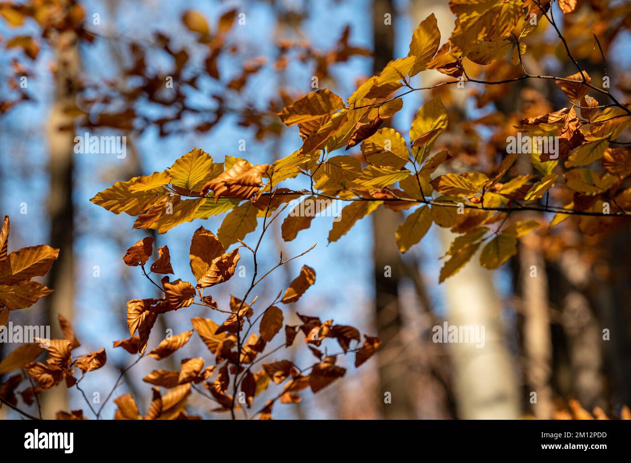 Le foglie marroni di un faggio illuminato dal sole d'autunno si distinguono contro il cielo blu Foto Stock