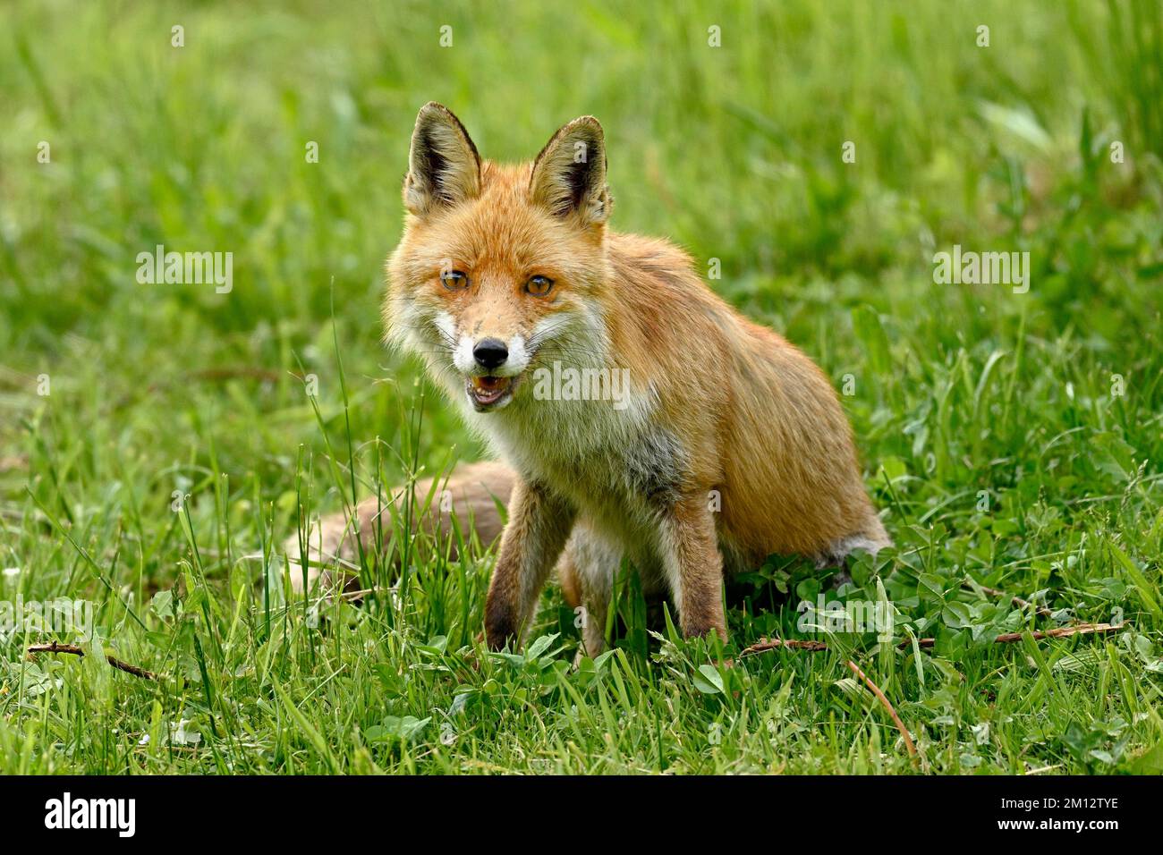 Volpe rossa (Vulpes vulpes), seduta in erba, Svizzera, Europa Foto Stock