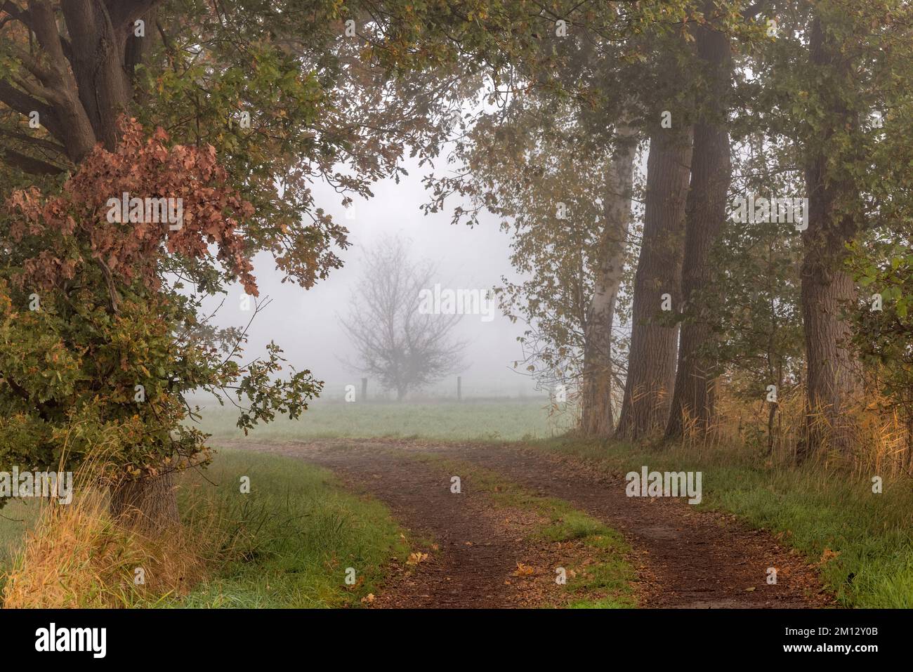 Percorso campo con cespugli e alberi in una mattinata nebbiosa in autunno Foto Stock