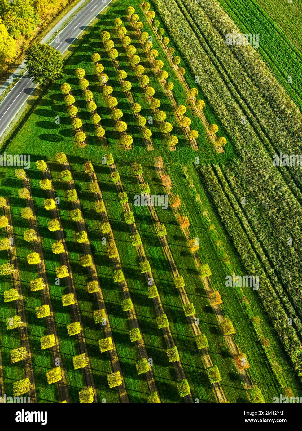 Fotografia aerea, fotografia dei droni, fotografia verticale, vivaio di alberi ad Amburgo, Germania Foto Stock