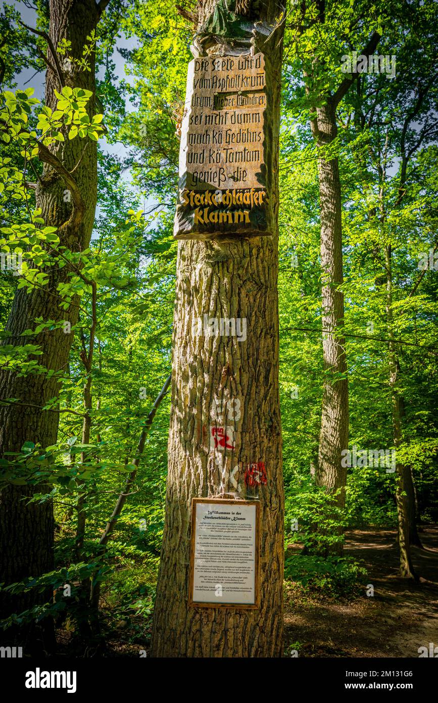 Una gola nella foresta di Bingen, creata dalla Hasselbach, che scorre nel Morgenbach, goblin e streghe sono scolpite in più di 65 sculture su alberi, alberi e radici, diversi ponti facilitano la strada, Steckeschläfer significa trascinare il bastone dietro di voi, Foto Stock