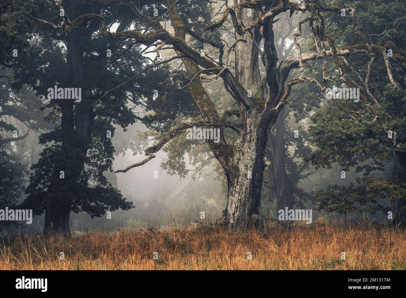 Vecchi querce nella riserva naturale Dönche a Kassel, autunnale, atmosfera mistica con nebbia, una radura sulla strada Foto Stock