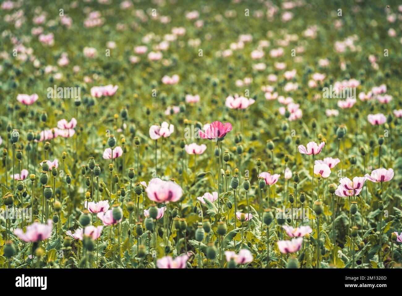 Campo di papavero con fiori di papavero rosa al sole, un fiore più scuro al centro Foto Stock
