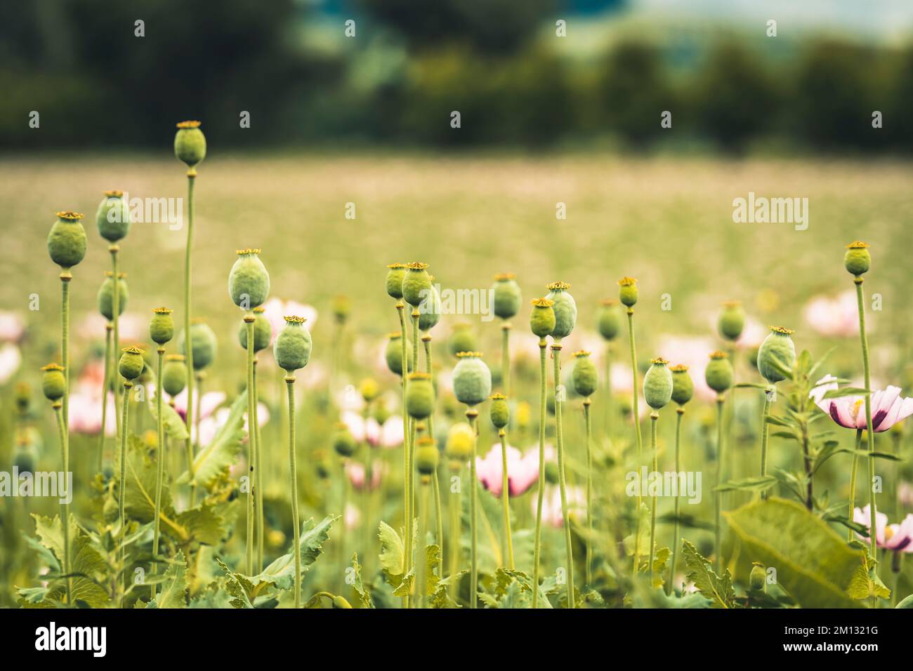 Campo di papavero con fiori di papavero rosa al sole, primo piano di un singolo fiore, sfondo sfocato Foto Stock