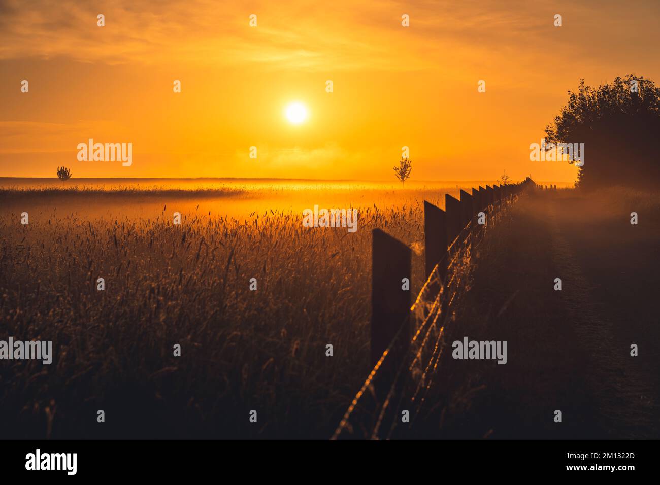 Alba con nebbia al suolo su un campo nella contea di Kassel, recinto pascolo con raggi luminosi che brillano attraverso, prato con dente di leone e alberi singoli Foto Stock