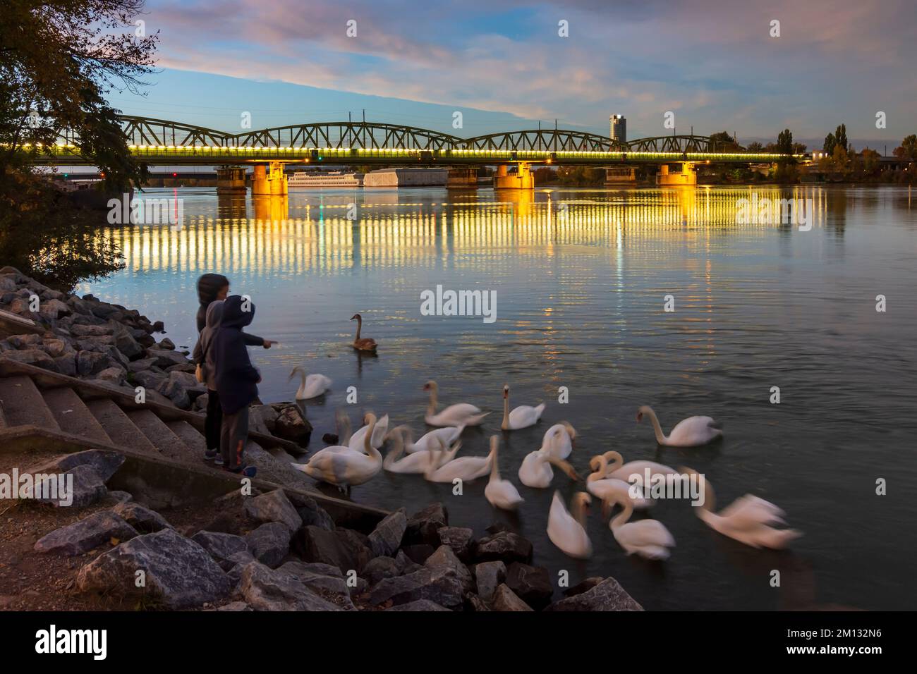 Vienna, donna e bambini che nutrono cigni muti al fiume Donau (Danubio), ponti Georg-Danzer-Steg e Nordbahnbrücke (dietro) nel 20. Brigittenau, Austria Foto Stock