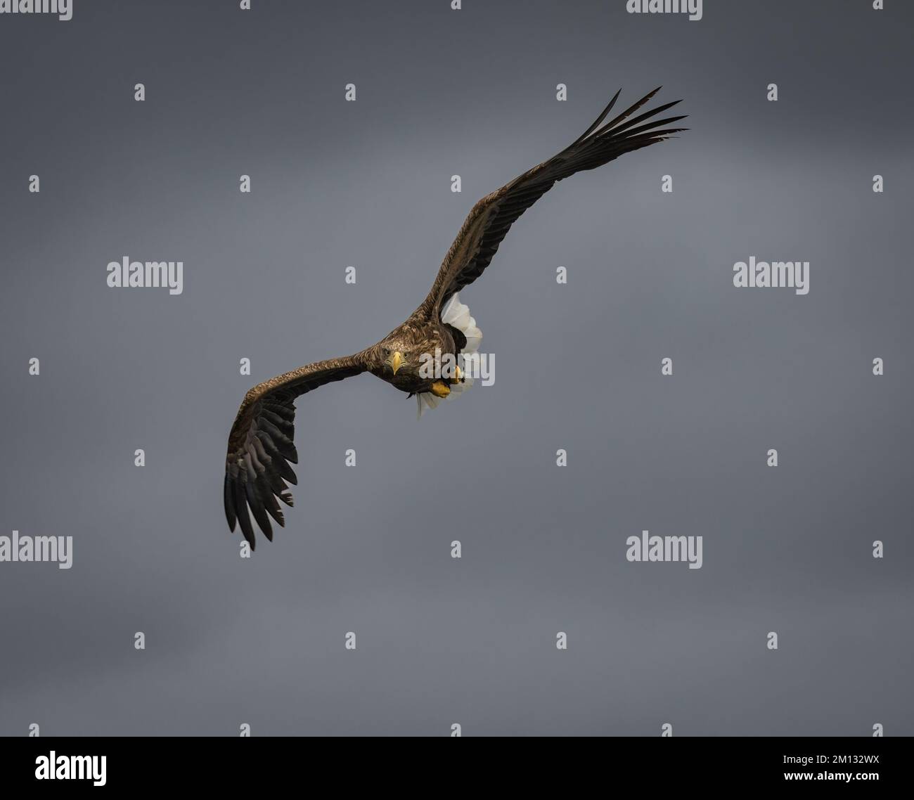 Le aquile dalla coda bianca, dopo essere state reintrodotte in Scozia sono ora fiorenti, l'Isola di Mull in Scozia è uno dei posti migliori nel Regno Unito per vederle. Foto Stock