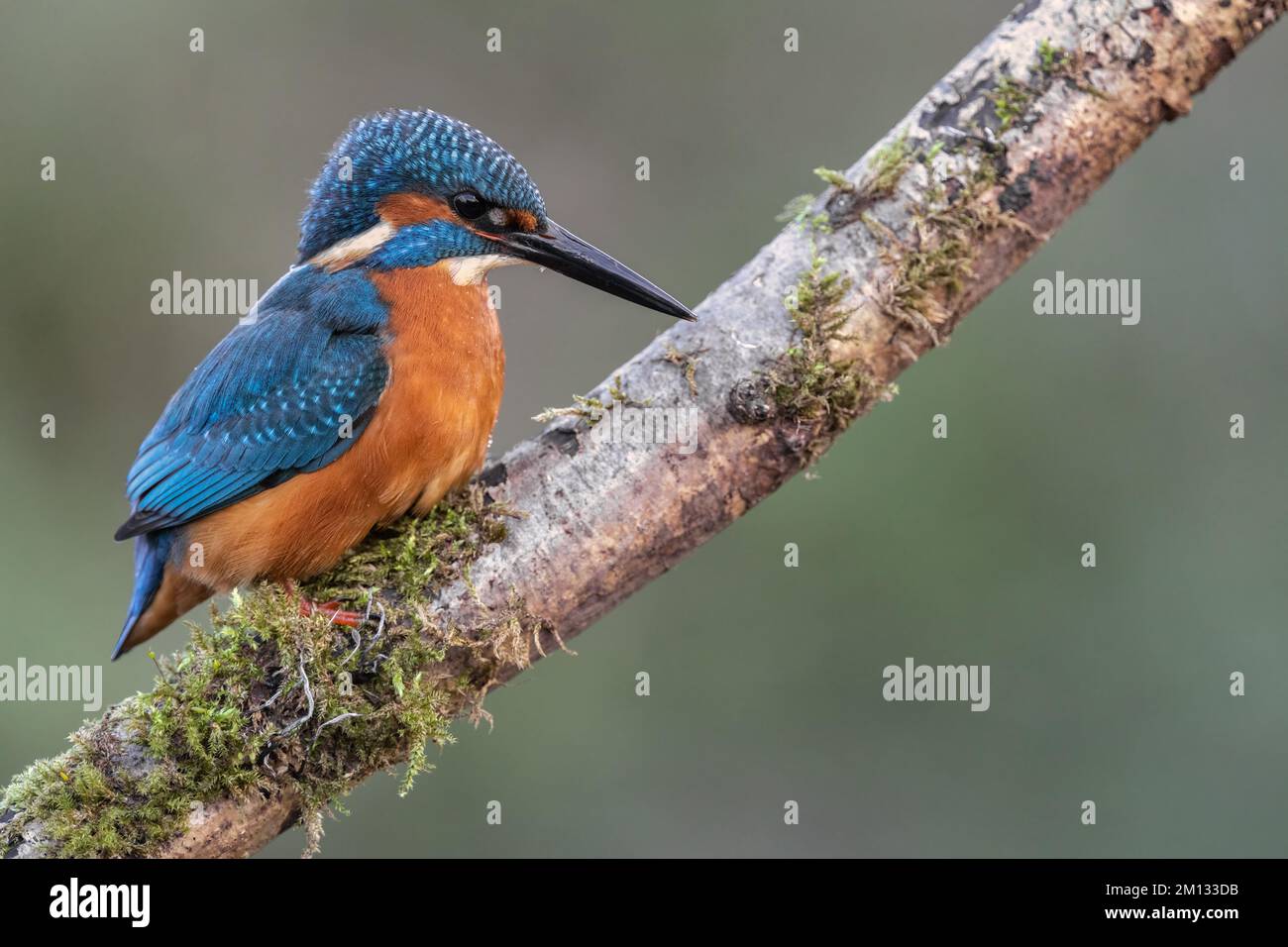 Kingfisher riposa su un persico di riva del fiume, che si affaccia sul suo territorio Foto Stock