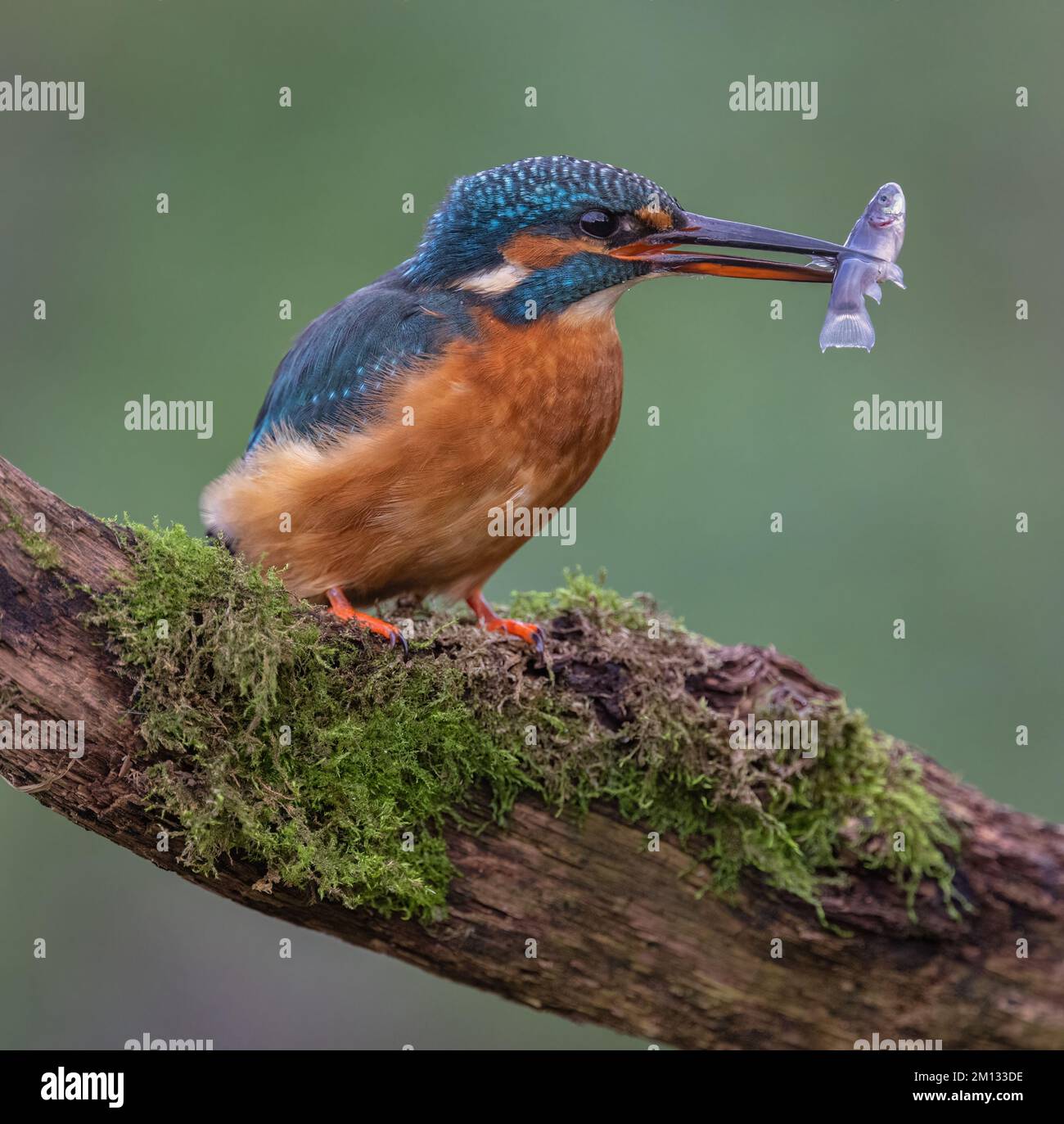 Kingfisher riposa su un persico di riva del fiume, che si affaccia sul suo territorio Foto Stock