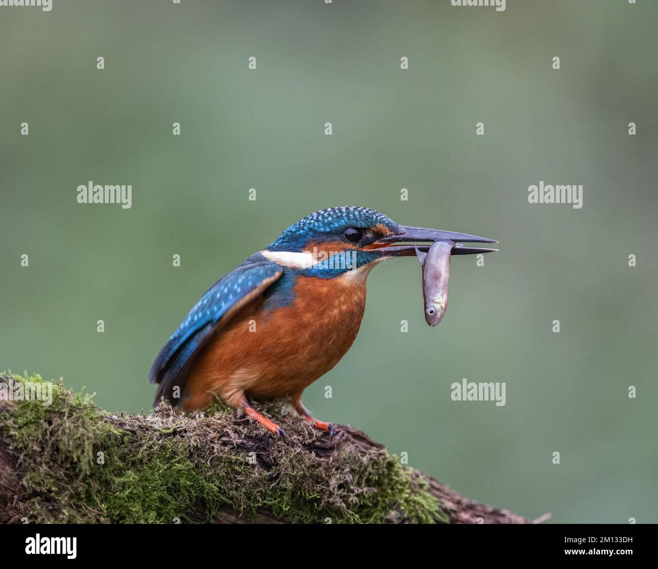 Kingfisher riposa su un persico di riva del fiume, che si affaccia sul suo territorio Foto Stock