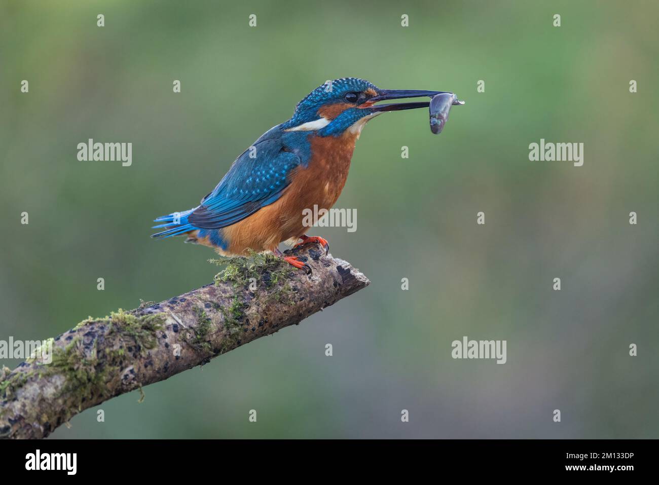 Kingfisher riposa su un persico di riva del fiume, che si affaccia sul suo territorio Foto Stock