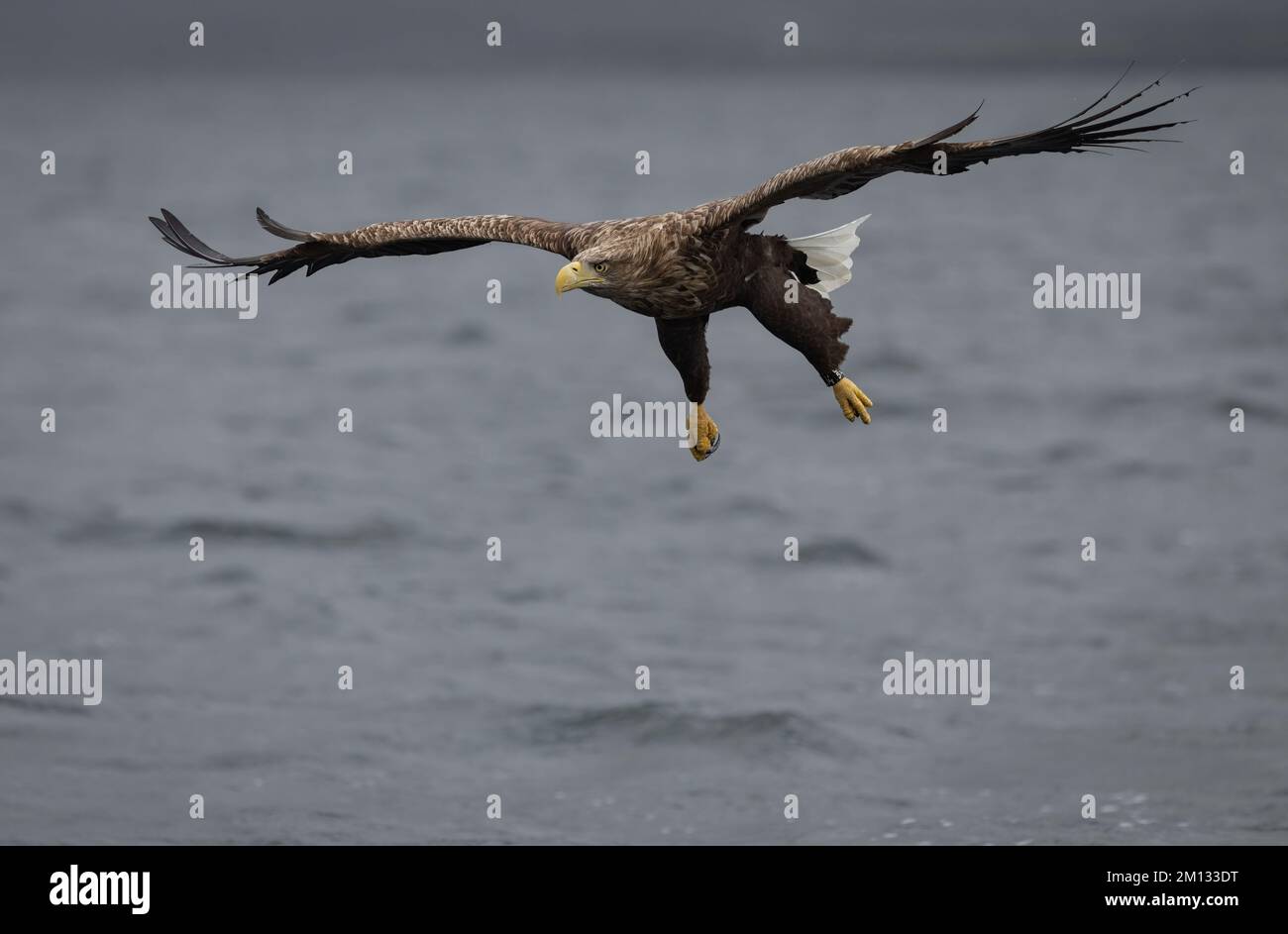 Le aquile dalla coda bianca, dopo essere state reintrodotte in Scozia sono ora fiorenti, l'Isola di Mull in Scozia è uno dei posti migliori nel Regno Unito per vederle. Foto Stock