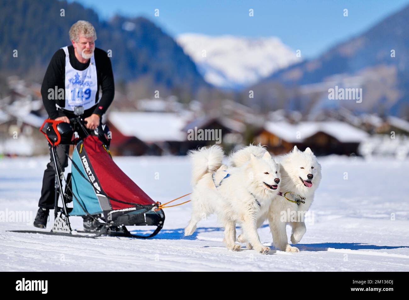 Musher con due Husky Samoyed alla corsa del cane della slitta a Lenk in 2022, Svizzera, Europa Foto Stock