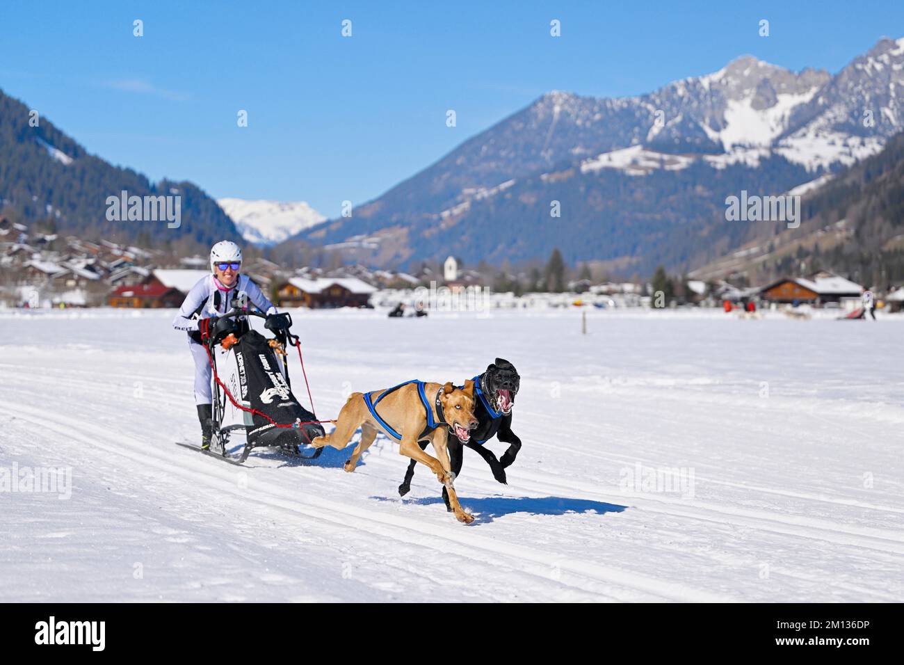 Musher con due cani da slitta europei, alla corsa dei cani da slitta a Lenk nel 2022, Svizzera, Europa Foto Stock