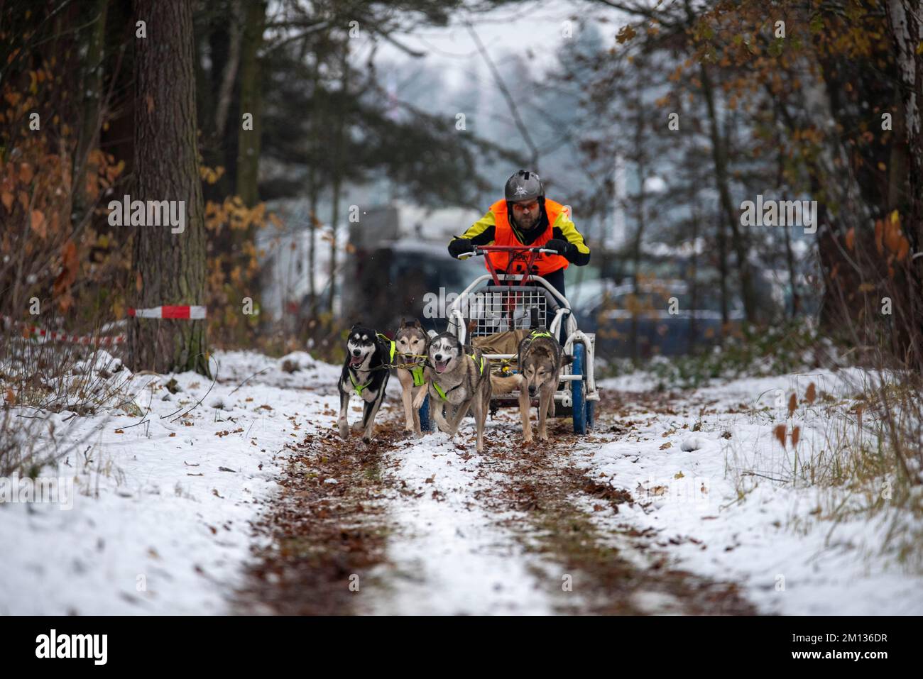 Slitta cane carrozza corsa, cani da slitta, Husky, città distrettuale di Burg, Sassonia-Anhalt, Germania, Europa Foto Stock