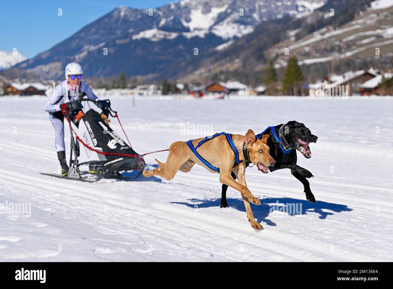 Musher con due cani da slitta europei, alla corsa dei cani da slitta a Lenk nel 2022, Svizzera, Europa Foto Stock