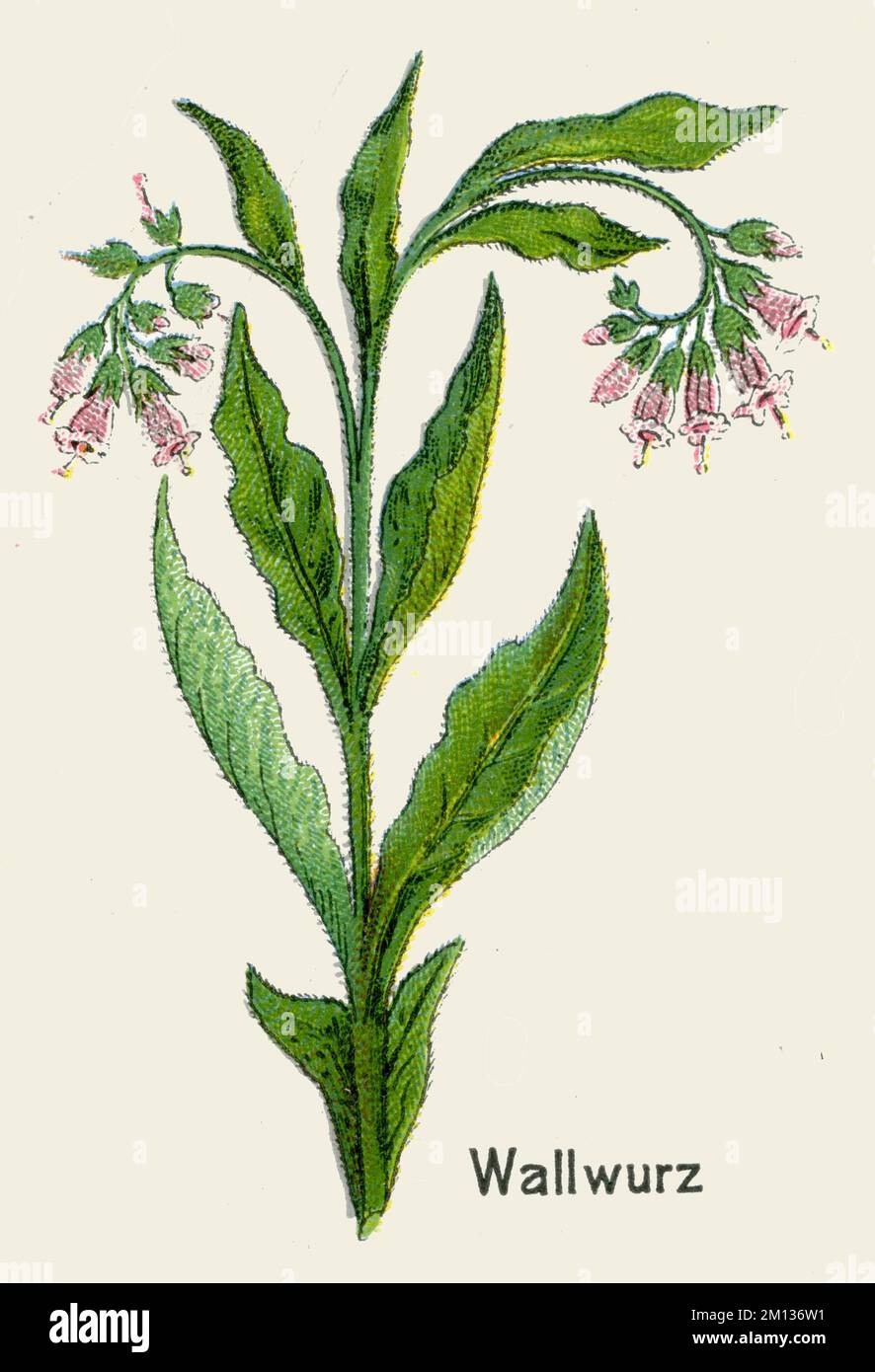 comfrey Symphytum officinale, (libro di botanica, 1908), Echter Beinwell Foto Stock