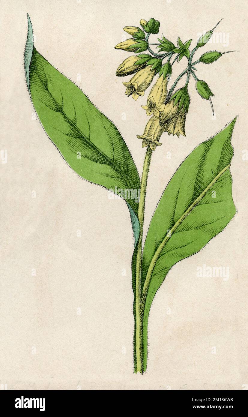 comfrey Symphytum officinale, (libro di botanica, 1879), Echter Beinwell Foto Stock