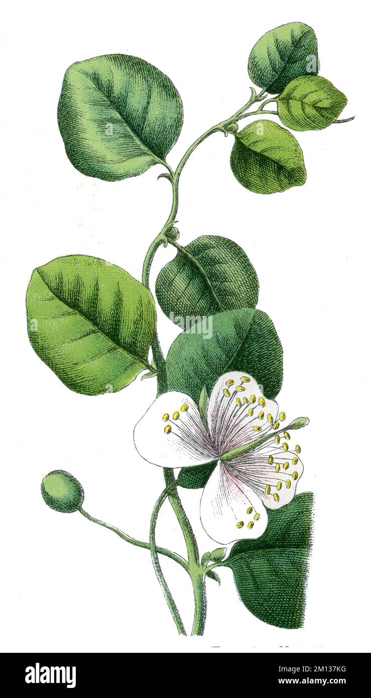 Caper Bush, chiamato anche Flinders rosa Capparis spinosa, (libro di botanica, 1909), Kapernstrauch Foto Stock