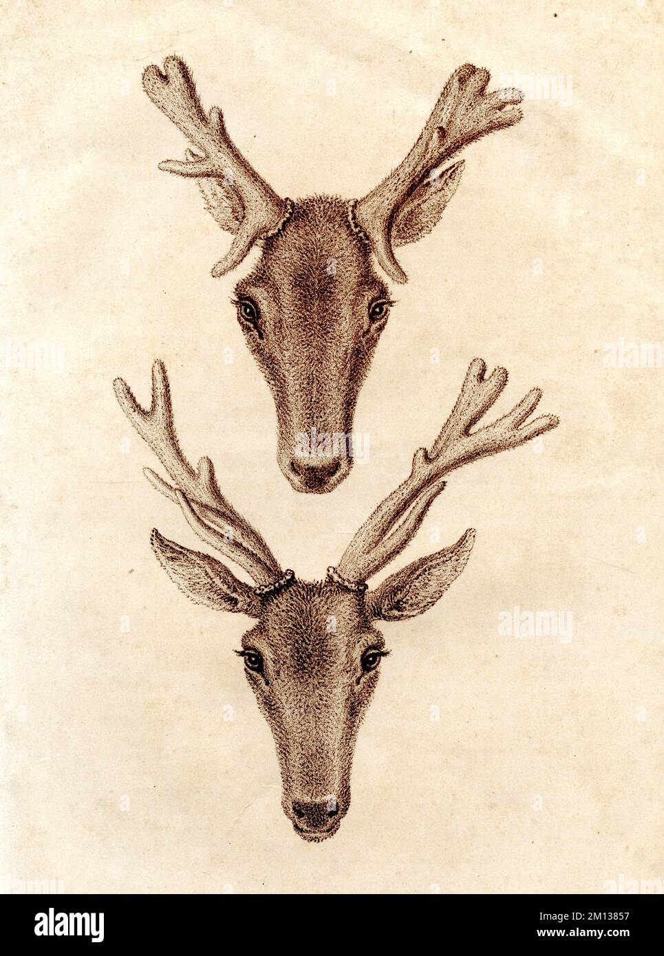 Cervo rosso, sviluppo corna Cervus elaphus, (, ), Rothirsch, Entwicklung des Geweihs Foto Stock