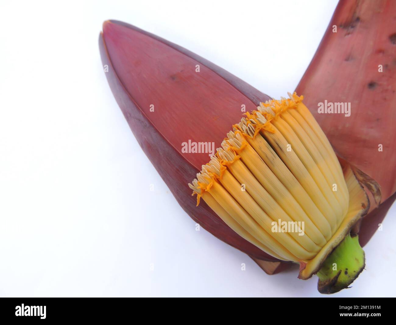 Fiore o fiore di banana commestibile. Ampiamente usato in varie ricette in Asia. Foto Stock