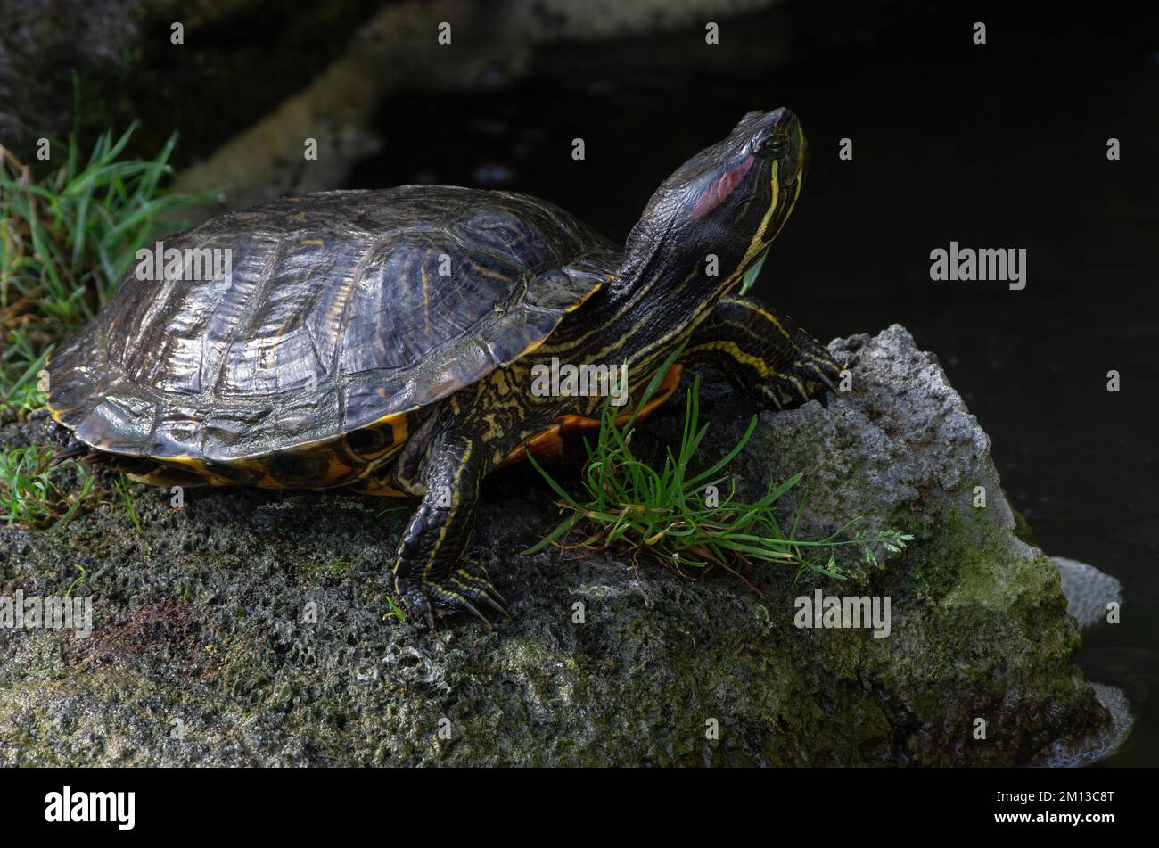 Tartaruga dello stagno scorrevole, Trachemys scripta, mostrata che si crogiola. I cursori dello stagno sono nativi degli Stati Uniti sud-centrali e sud-orientali e del Messico settentrionale. Foto Stock