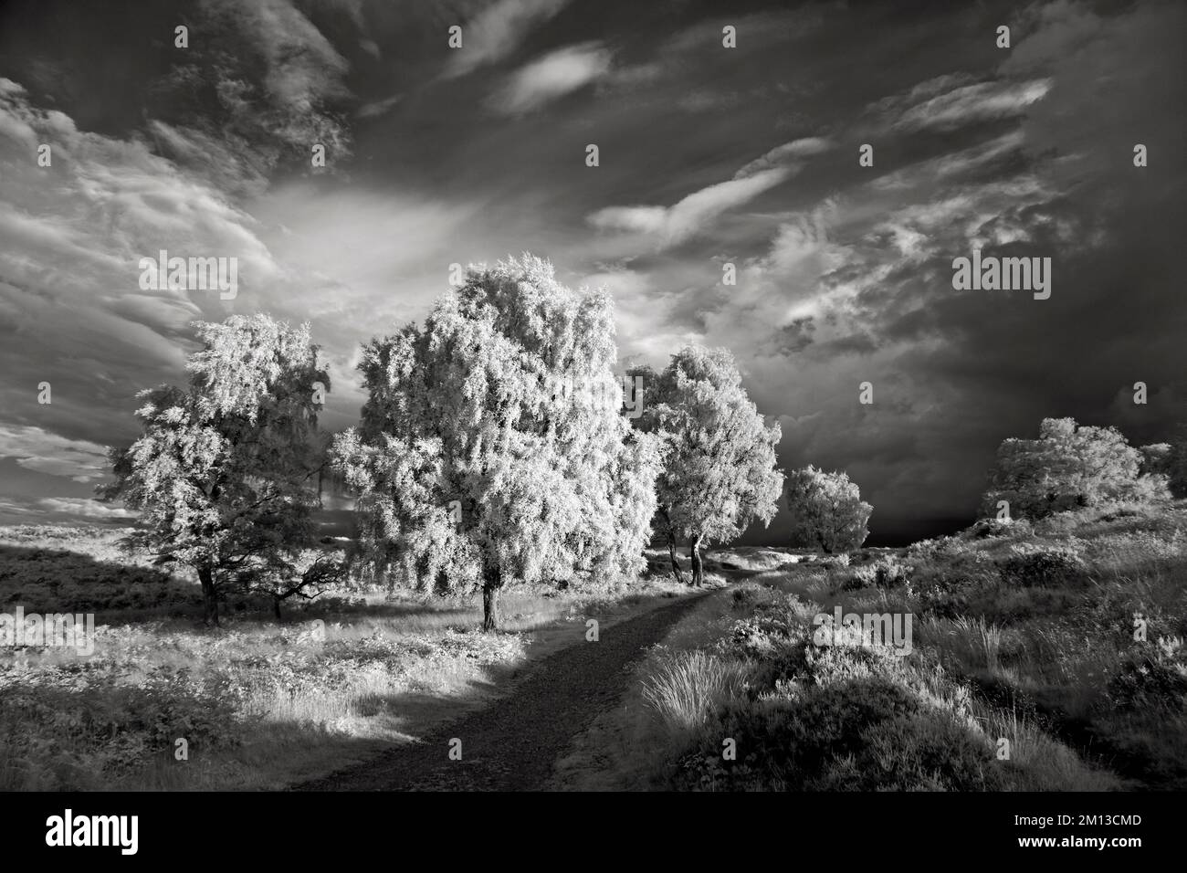 Fotografia a infrarossi in bianco e nero di alberi di betulla d'argento illuminati da luce tarda sera su Cannock Chase AONB Area di straordinaria bellezza naturale Foto Stock