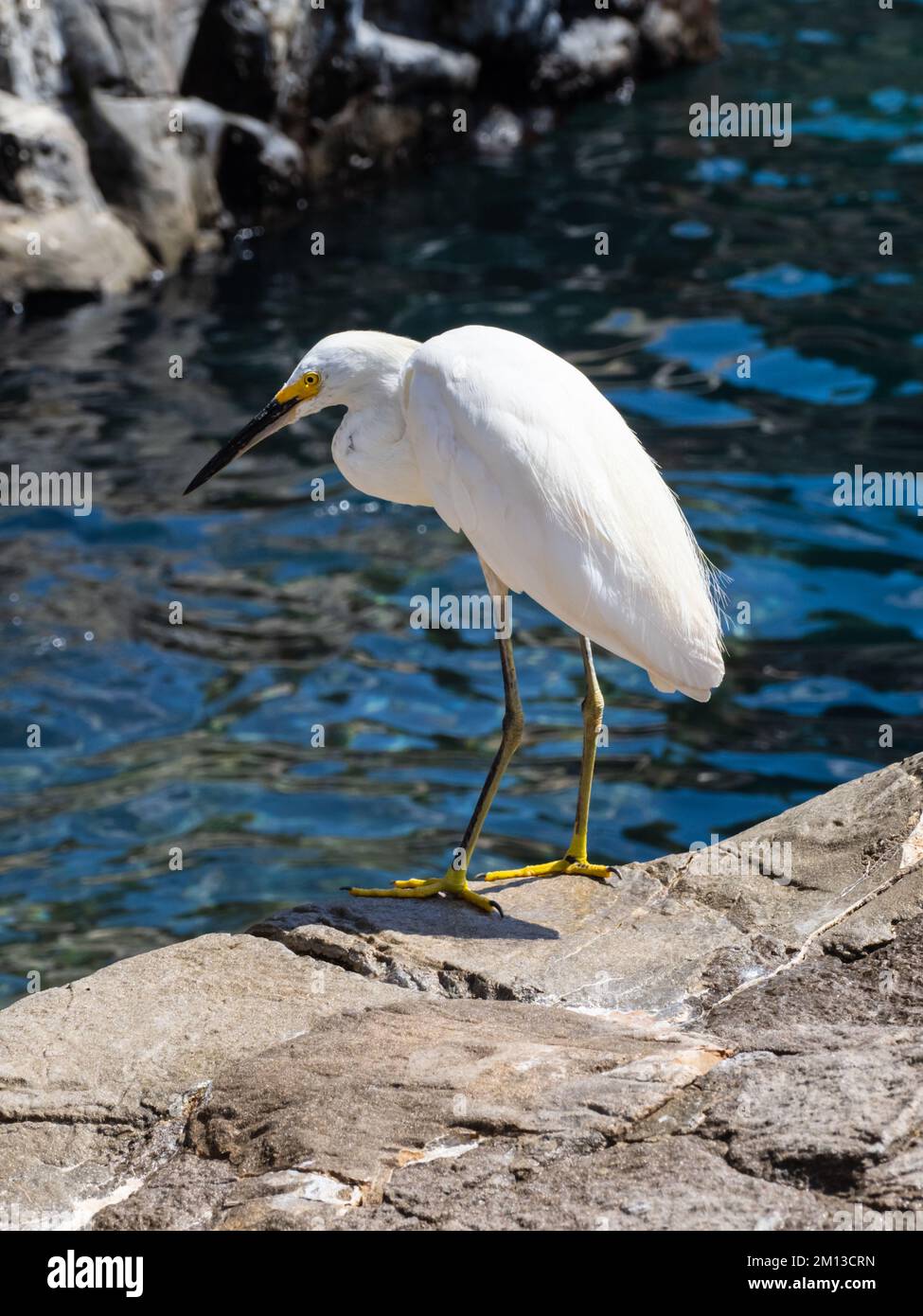 Una gretta innevata, Egretta thula, in attesa di cibo. Foto Stock