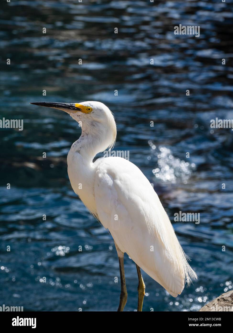 Una gretta innevata, Egretta thula, in attesa di cibo. Foto Stock
