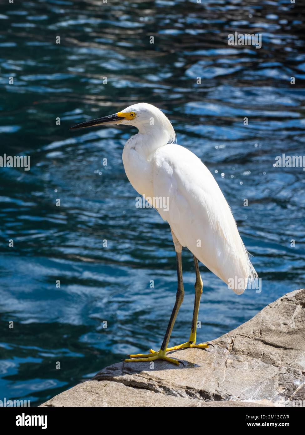 Una gretta innevata, Egretta thula, in attesa di cibo. Foto Stock