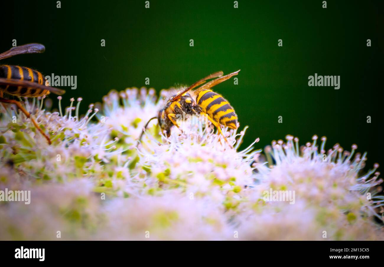 ape sui fiori di cipolla (soft focus) Foto Stock