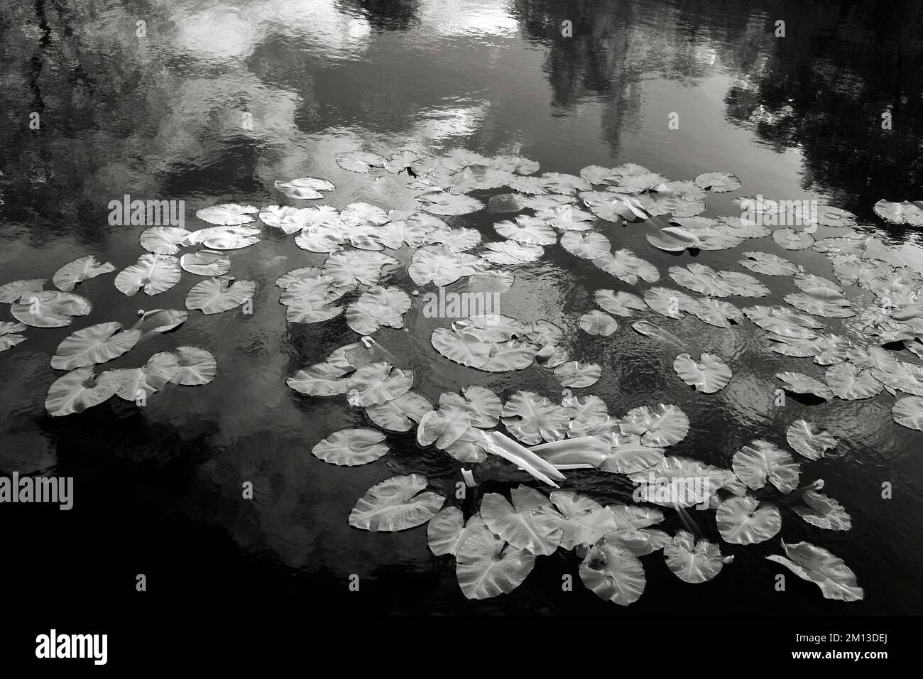 Belle arti in bianco e nero fotografia di Lily pad e riflessioni in piscina a Brindley Heath su Cannock Chase AONB Area di straordinaria bellezza naturale Foto Stock