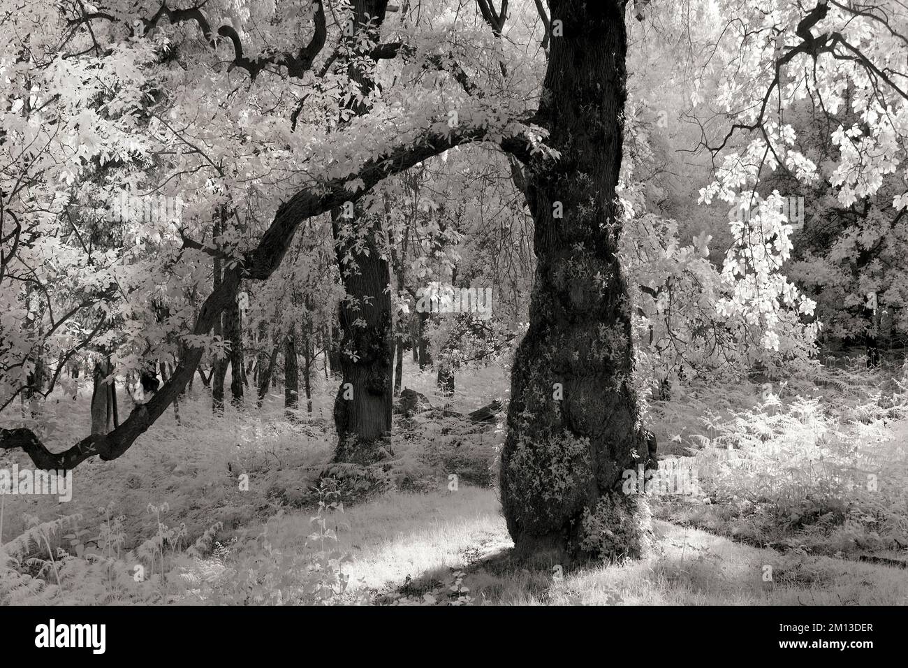 Bianco e nero belle arti Fotografia in antico bosco di querce un'antica foresta medievale di caccia reale con vivi e resti di quercia sessile a Brocton Foto Stock