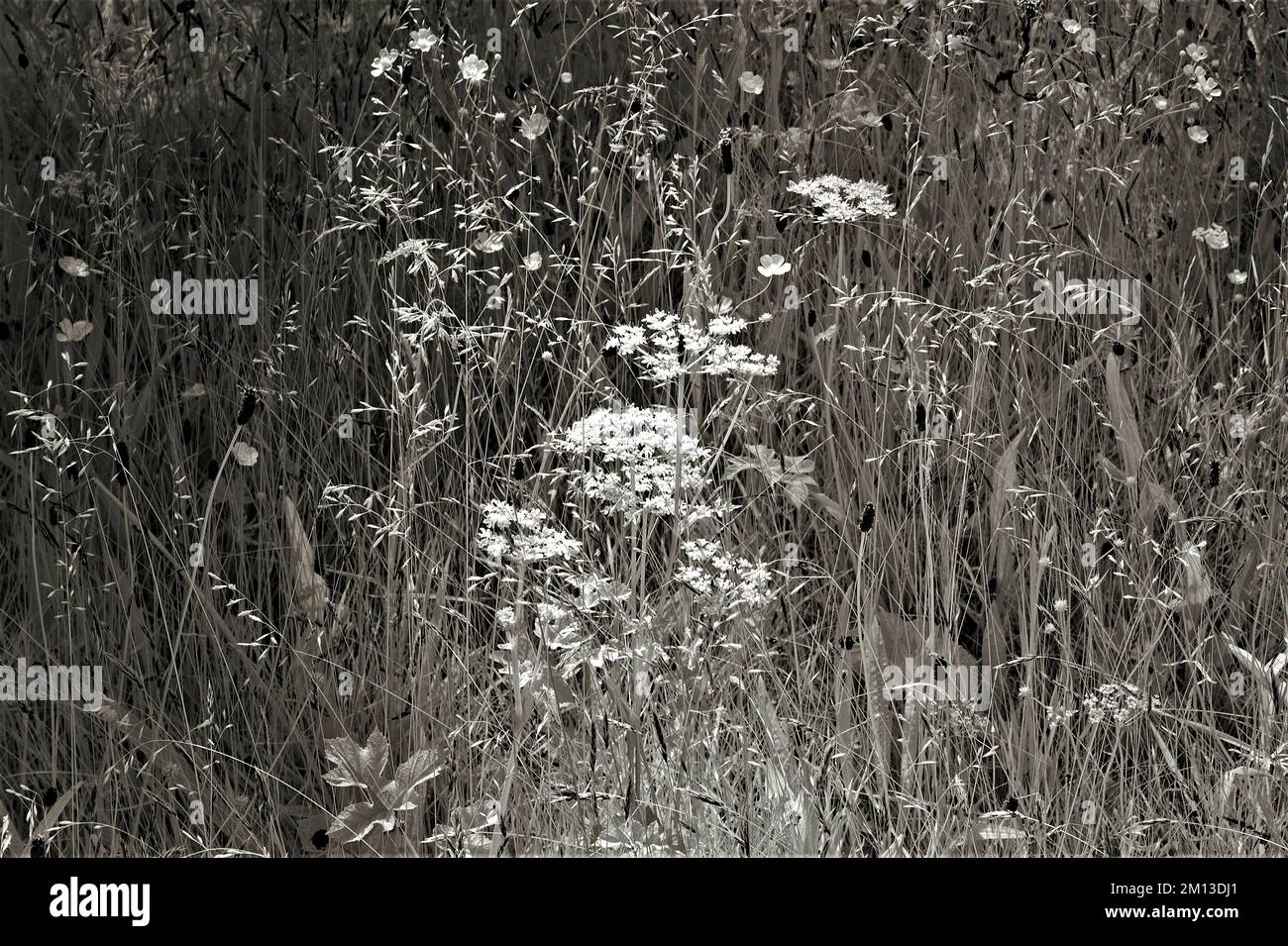 Fotografia in bianco e nero del prato di fiori selvatici Cannock Chase AONB Area di eccezionale bellezza naturale in Staffordshire Inghilterra Regno Unito Foto Stock
