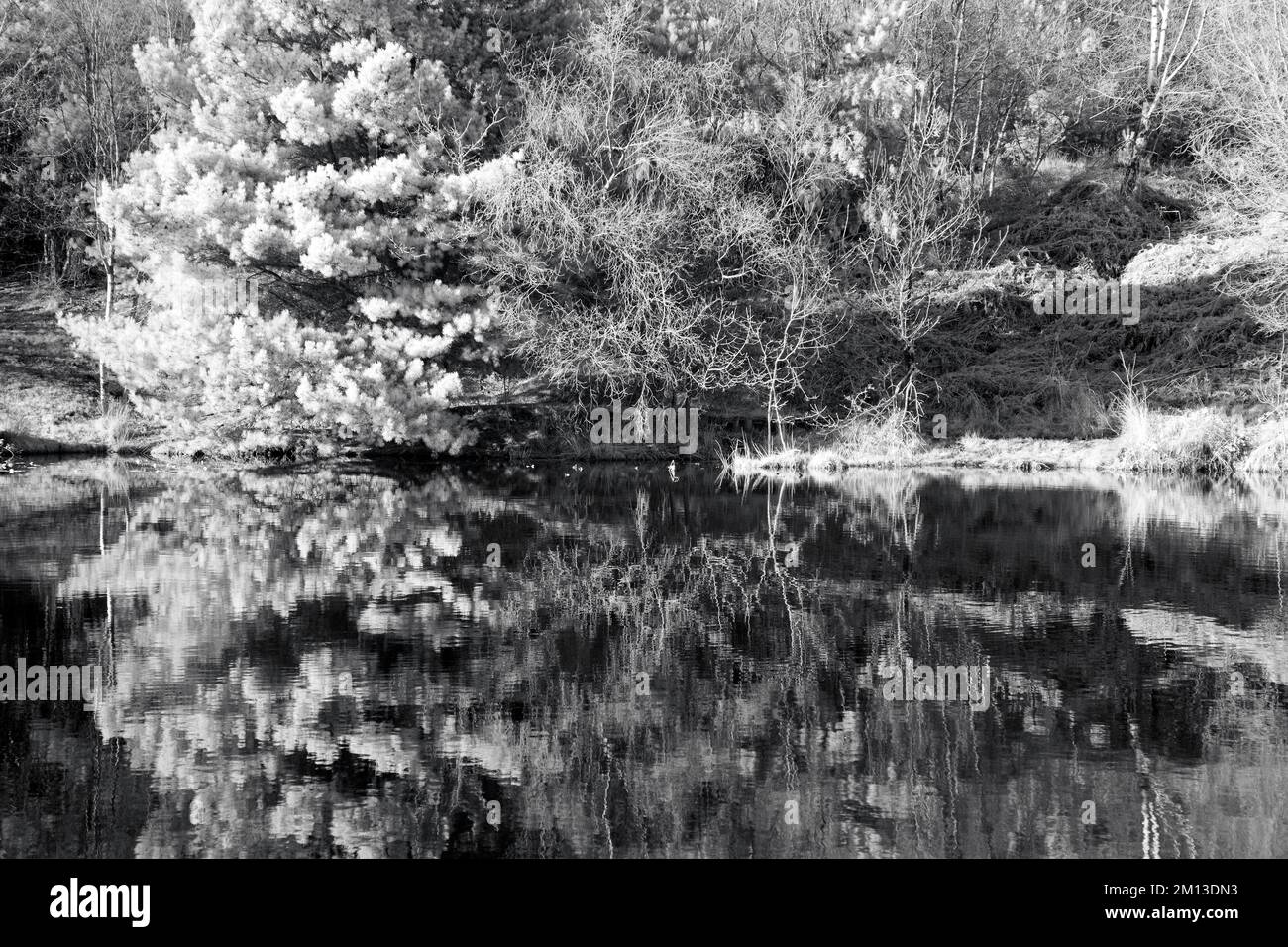 Immagini in bianco e nero di riflessi nelle acque delle piscine di Fair Oak su Cannock Chase Foto Stock