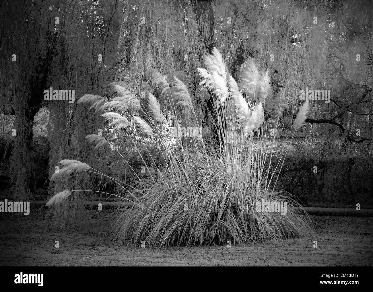 Fotografia in bianco e nero dei canali navigabili britannici, che mostra un'immagine a infrarossi con tonalità seppia con erba Pampas alta al bordo delle acque che porta un datato Foto Stock
