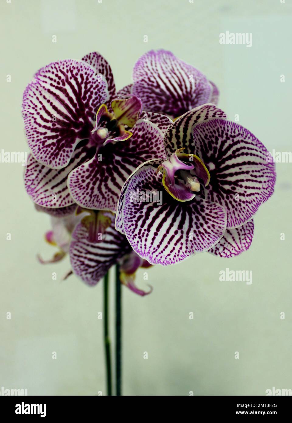 Fiori di orchidea a righe bianche e viola con stami gialli su Un gambo verticale foto d'archivio Foto Stock