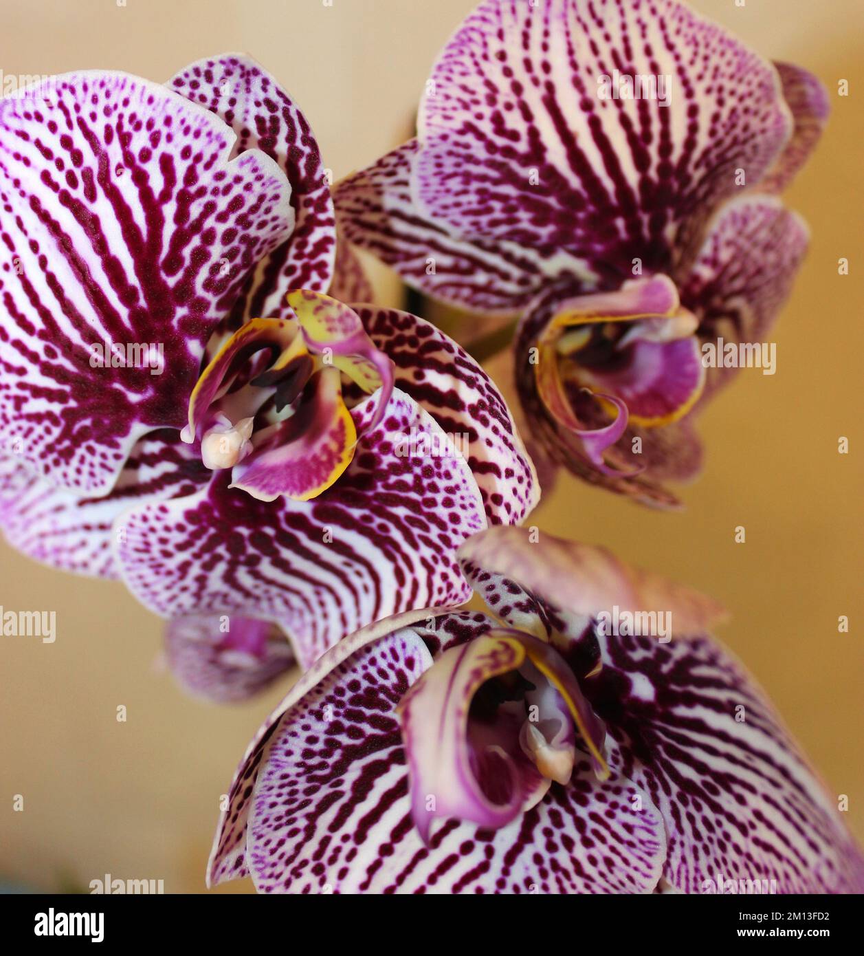 Riproduzione selettiva Phalaenopsis Orchid con strisce viola su Un petali Closeup foto d'archivio Foto Stock