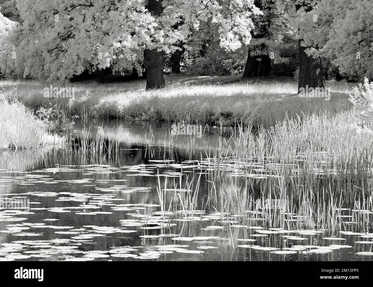 Bella fotografia in bianco e nero del fiume scrofa attraverso i prati di Shugborough in estate su Cannock Chase AONB Area di eccezionale bellezza naturale in Foto Stock