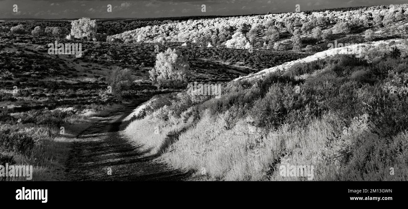 Bella fotografia in bianco e nero di una vista mozzafiato attraverso le colline di brughiera su Cannock Chase AONB Area di straordinaria bellezza naturale Foto Stock Bella fotografia in bianco e nero di una vista mozzafiato attraverso le colline di brughiera su Cannock Chase AONB Area di straordinaria bellezza naturale Foto Stock