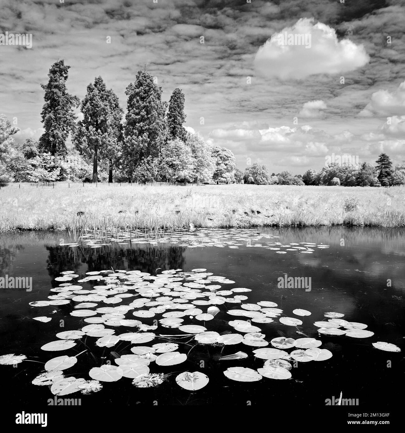 Bella fotografia in bianco e nero del fiume scrofa attraverso i prati di Shugborough in estate su Cannock Chase AONB Area di straordinaria bellezza naturale Foto Stock