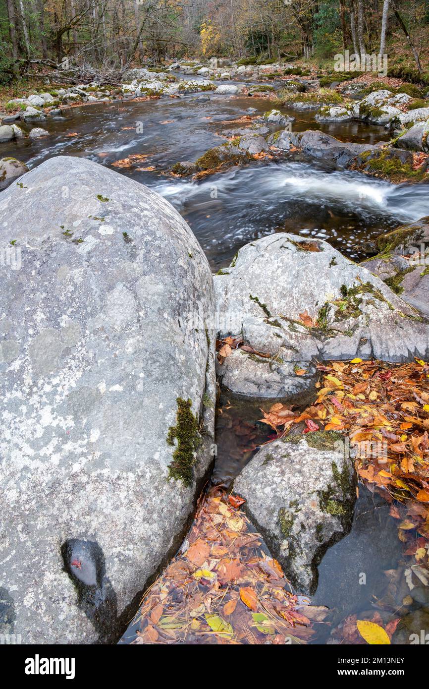 Grande masso, Middle prong Little River, Autunno, Great Smoky Mountains NP, TN, USA, di Dominique Braud/Dembinsky Photo Assoc Foto Stock