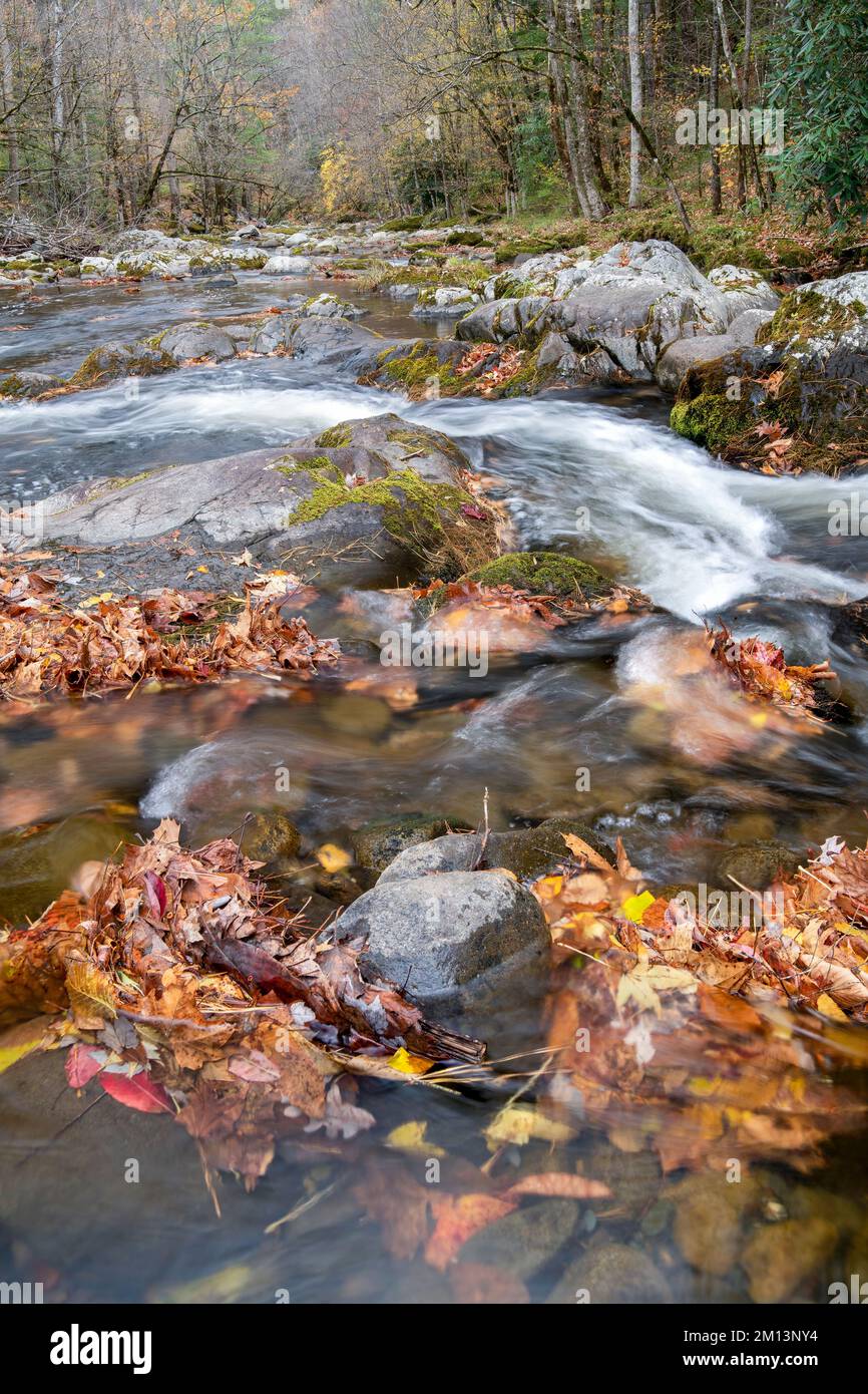 Rapide, Middle prong Little River, Autunno, Great Smoky Mountains NP, TN, USA, di Dominique Braud/Dembinsky Photo Assoc Foto Stock