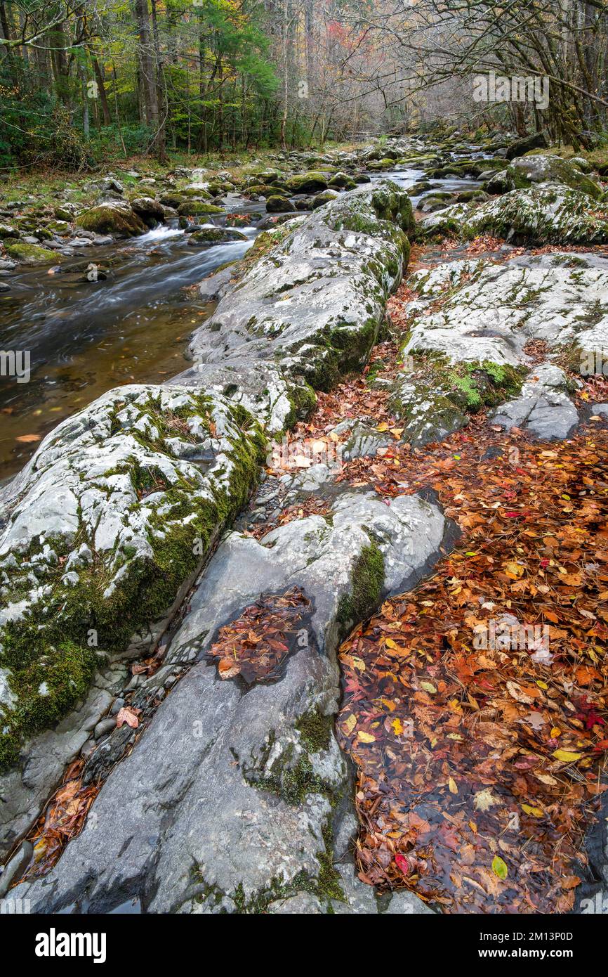 Rapide, Middle prong Little River, Autunno, Great Smoky Mountains NP, TN, USA, di Dominique Braud/Dembinsky Photo Assoc Foto Stock