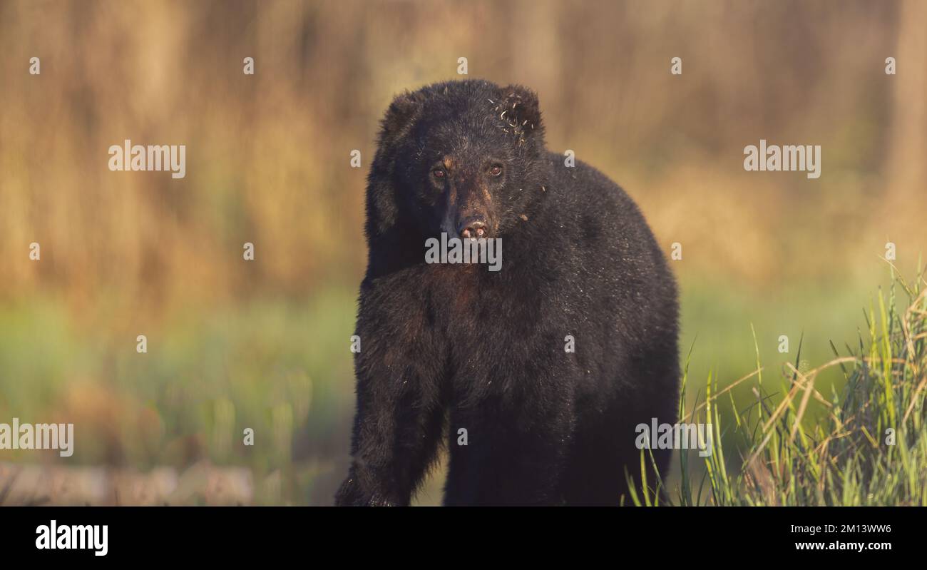 Un orso nero primaverile nel Wisconsin settentrionale. Foto Stock