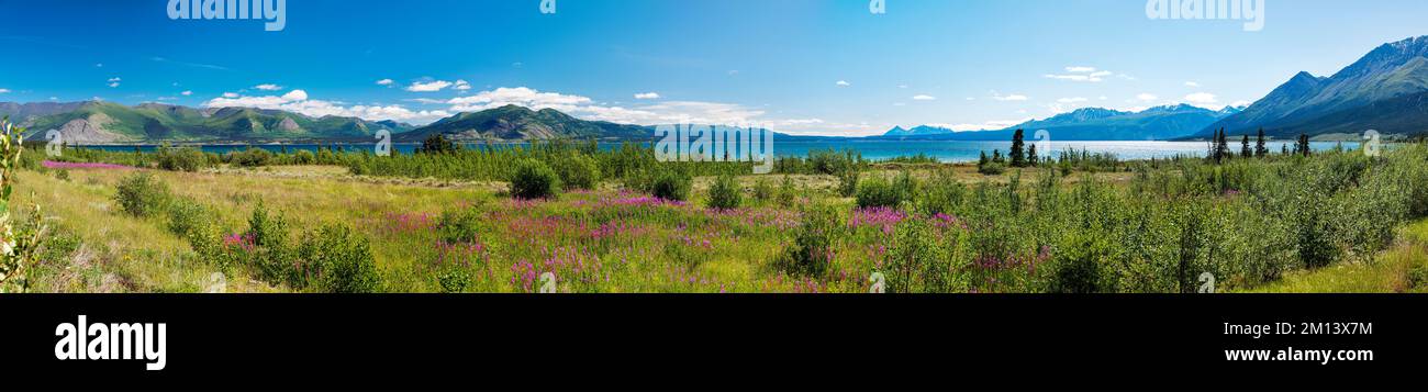 Vista panoramica; fiori di campo; Lago Kluane; Parco Nazionale Kluane; Montagne Saint Elias; Alaska Highway; Yukon Territory; Canada Foto Stock