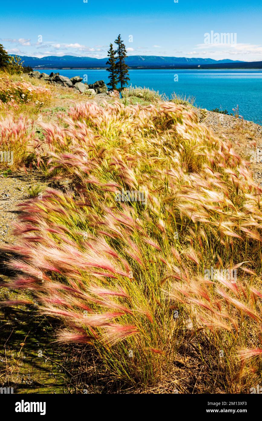 Le erbe selvatiche crescono lungo il lago Kluane; il parco nazionale Kluane; le montagne di Saint Elias; l'autostrada dell'Alaska; il territorio dello Yukon; Canada Foto Stock