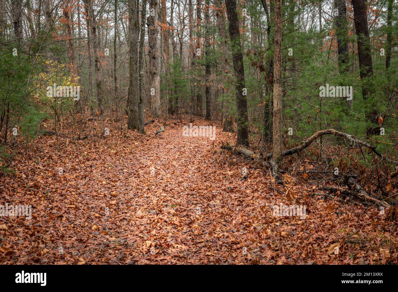 Sentiero escursionistico con fogliame autunnale nell'altopiano di Cumberland mostra un bellissimo percorso a piedi attraverso gli alberi in un ambiente tranquillo e sereno. Foto Stock